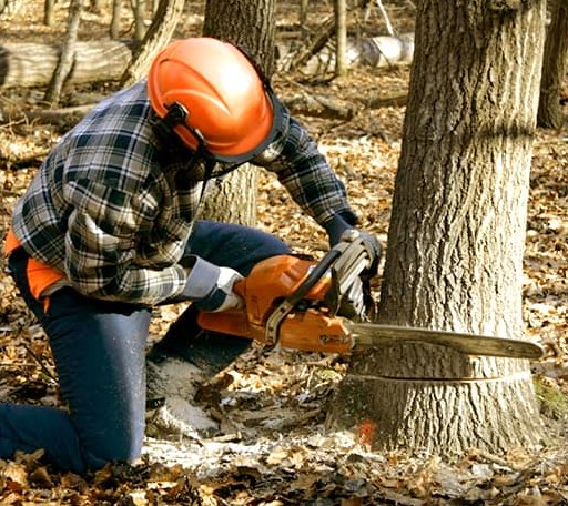 Tree Removal in Roaring Branch, PA